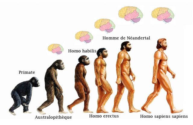 Relación temporal y evolutiva entre Homo antecessor y Homo erectus