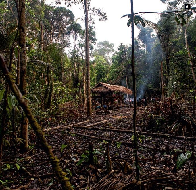 Cómo contribuyen los bosques indígenas a la mitigación del cambio climático